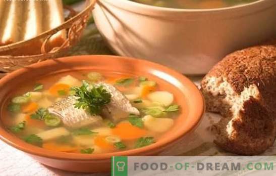 La sopa de perca es una sopa deliciosa en casa. Cómo cocinar una oreja desde una percha: secretos, recetas, consejos