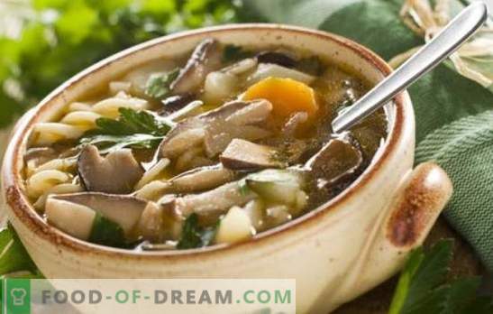Sopa de champiñones de champiñones - ¡fácil y simple! Recetas de sopa de champiñones y champiñones con pollo, alforfón, pasta y queso