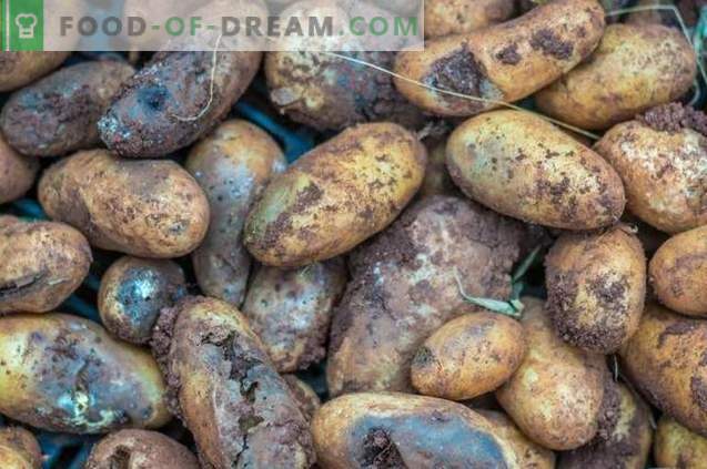 “Taboo TRIO” - droša kartupeļu slimību un kaitēkļu profilakse pirms sēšanas