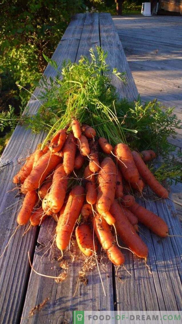 Propiedades útiles de las zanahorias