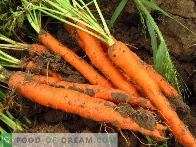 Propiedades útiles de las zanahorias