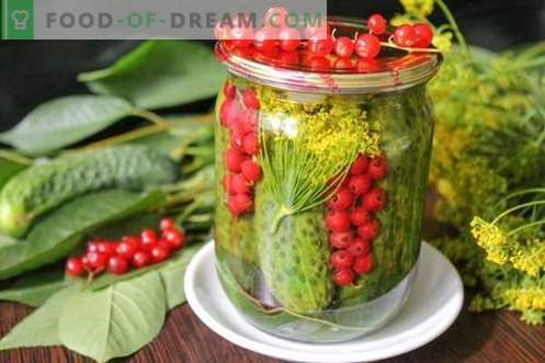 Pepinos marinados con grosellas rojas: todos los colores del verano en una lata